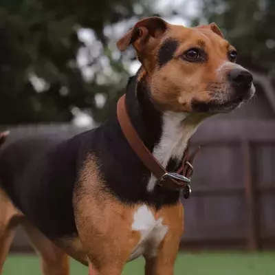 Rescue’s agony as this dog was first 'dumped like rubbish' and then killed by ‘outdated’ law