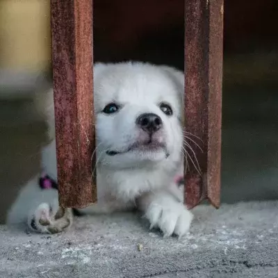 Rescue’s agony as they find an abandoned terrified dog in their car park first thing in the morning 