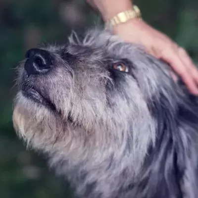 Rescue’s heartbreak as this old blind dog was at risk of never being loved again (VIDEO)