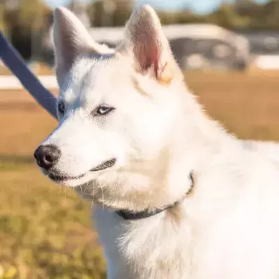 Rescue’s heartbreak as this sweet dog who ‘enjoys doggy yoga’ struggles to find a new home