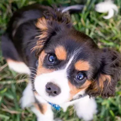 Rescue's plea for help as this dumped puppy with a damaged leg will need it removed 
