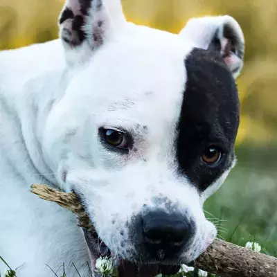 Rescue's plea as this pup with anxiety issues was adopted just to be dumped back at the shelter a week later