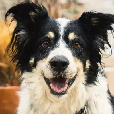 Rescue’s tears of joy as this anxious blind dog finally finds a loving stress-free home