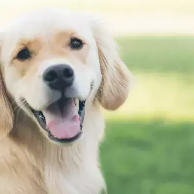 Researchers working on a new drug that might extend the lifespan of dogs