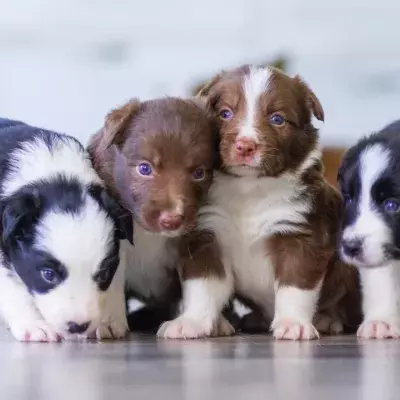 Resident’s shock as four unwanted puppies were dumped over his garden wall 