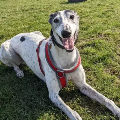 Rspca - Great Ayton Animal Centre
