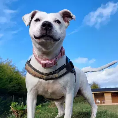 RSPCA has issued a desperate plea to find a new home for this ‘lovely’ dog