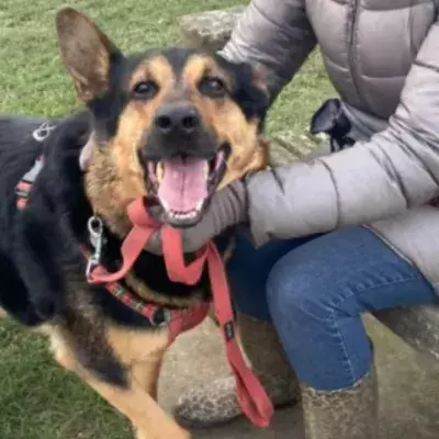 RSPCA’s longest staying dog desperate to find a new home