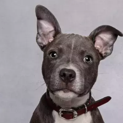 Scientists have figured out why dogs' noses get so cold