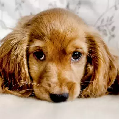 Scientists say that dogs have a technique for breaking our hearts  