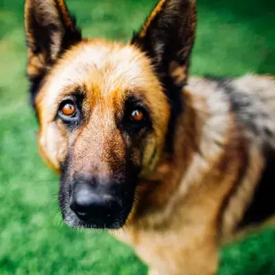 ‘Screaming in agony’ dog was heartlessly abandoned in a bush