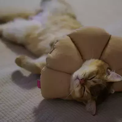 Secret messages behind your cat’s 5 sleeping positions 