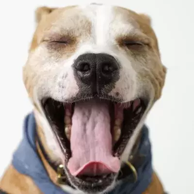 This senior dog was dumped in a shelter to die; instead, it is happier than ever in her ‘fountain of youth’ new home 