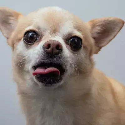 This senior pup's extra long tongue got him abandoned, but it is actually adorable (VIDEO)