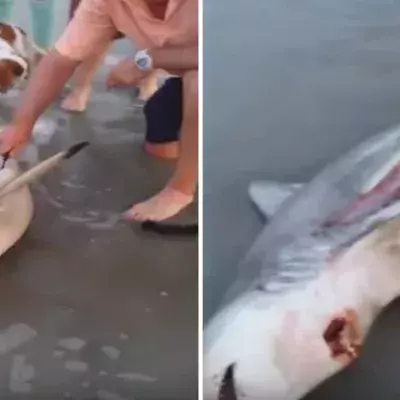 Sharks