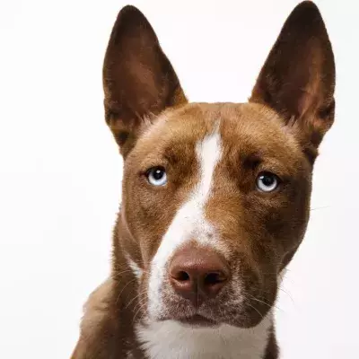 ‘She was hoping they would come back’: a heartbroken pup found dumped on the gas station 