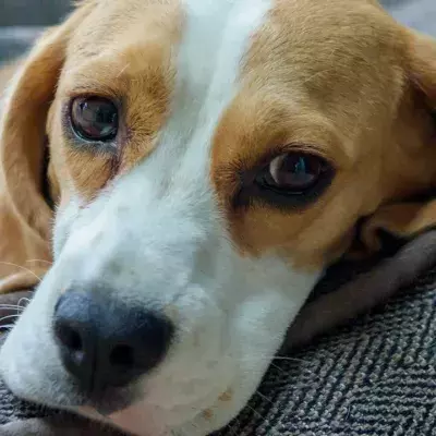 Shelter’s heartache as this dog grew too big for his family and got relinquished