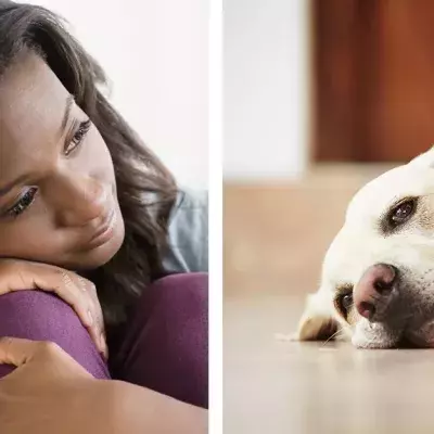Sick pets