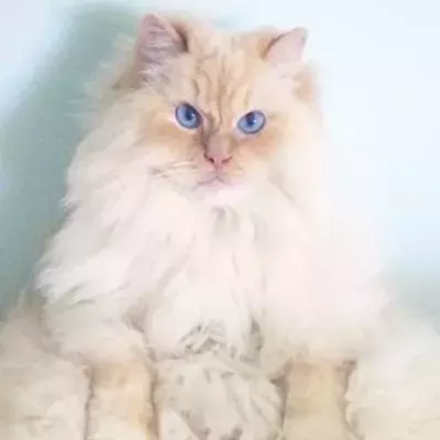 @sky_the_ragdoll