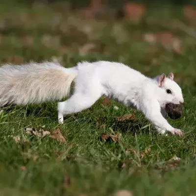 squirrel