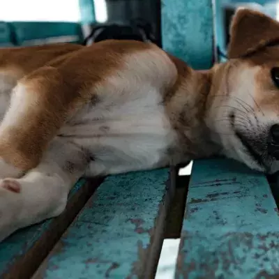 This starving pregnant dog was abandoned in a field and left to survive for days on her own