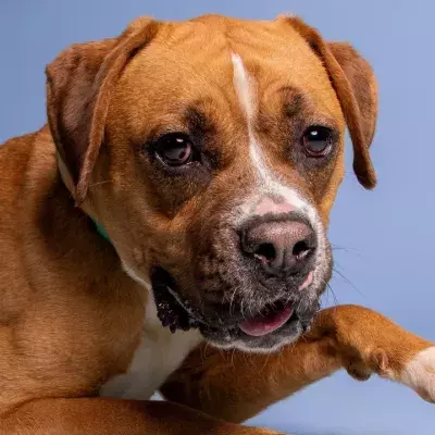 A starving puppy was found locked up in a closet of a newly bought house