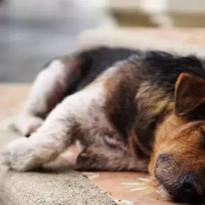 This stray pup followed people in hope of finding new home