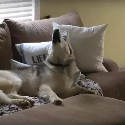 Stubborn couch potato Zeus