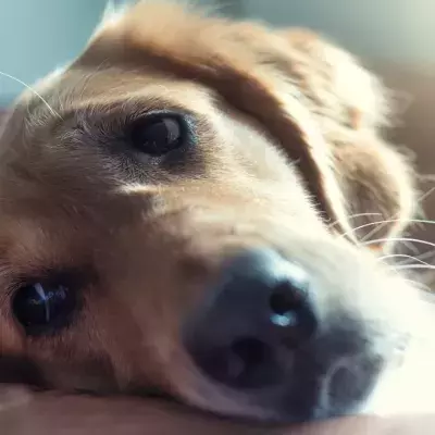 A study has shown that dogs also grieve the loss of another family pet