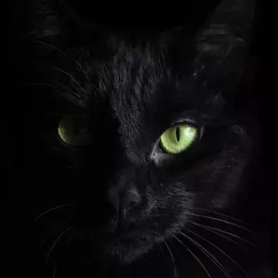 Study shows all cats have ‘an element of psychopathy’ 