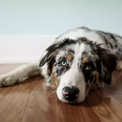 Surely the most adorable breed out there