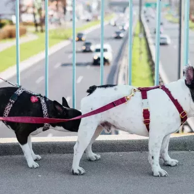 Surprising truth behind your dogs’ butt-sniffing habit