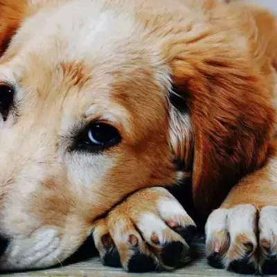This sweet dog was left heartbroken after its owner tragically died 