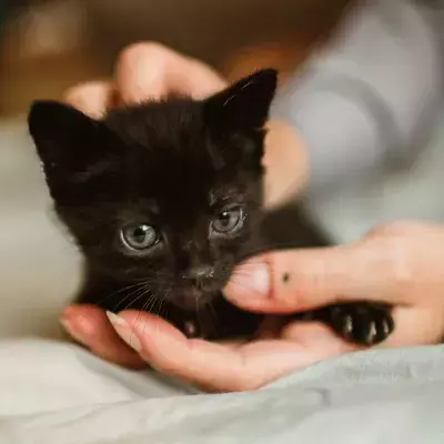This sweet kitten was tortured with hot water and beatings, and his callous owner is wanted  