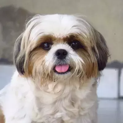 This sweet new mama dog was dumped on the streets in pain and lost an eye