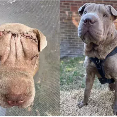 A 'sweetheart' Shar Pei puppy had a 'face lift' surgery and now needs a new home