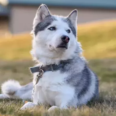 Tears of joy as this unwanted rapping pup finds a home after more than a year in a shelter (VIDEO) 