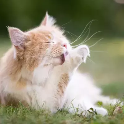 That's one maternal cat!
