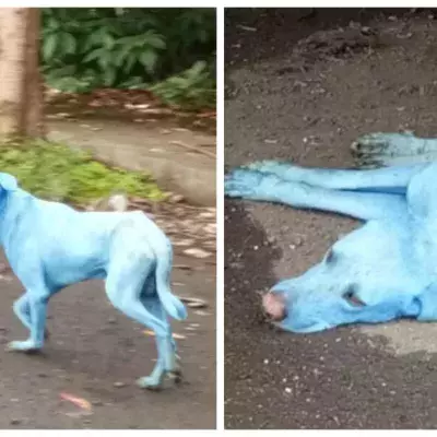 There are blue dogs in India and the reason why is alarming