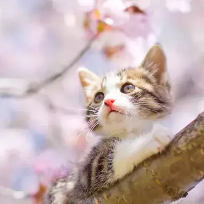 These 10 flowers are toxic for your cat