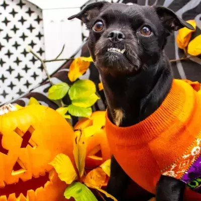 These are the biggest dangers for your pet this Halloween 