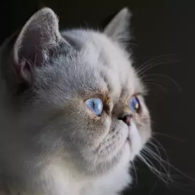 These are the laziest cat breeds