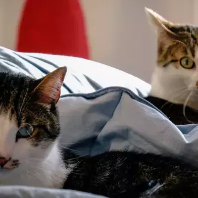 These are the most annoying cat breeds 