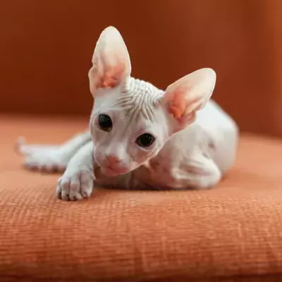 These bald cats have no fur and look like little aliens