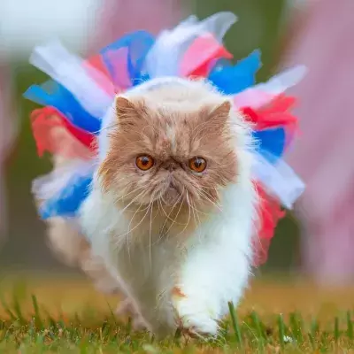 These common cat care mistakes you’re probably making pose a risk to your pet’s life