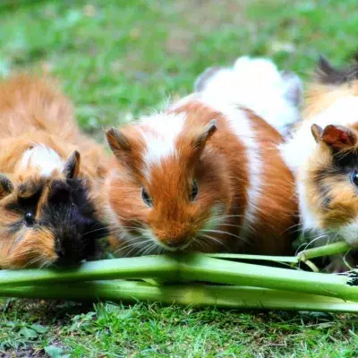 These 'cutest ever' abandoned guinea pigs are the latest victims of the cost of living crisis
