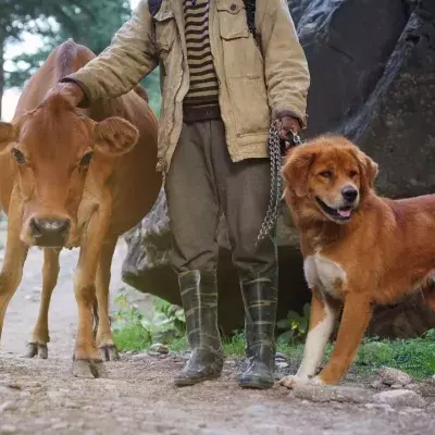 These dogs adopted a mini bull, and now he seems to think he’s a dog too