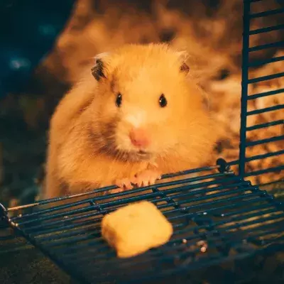 These hamsters turned into aggressive 'mutants' after an experiment went wrong