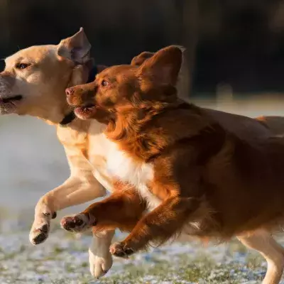These heartbroken separated pups miraculously reunited after two different rescues put their stories together