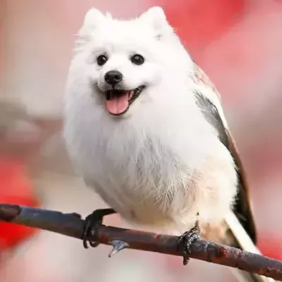 These Hybrids Of Very Different Animals Are Real Works Of Art